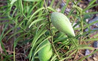 成都沙河公园吃瓜资源,瓜果飘香，休闲好去处